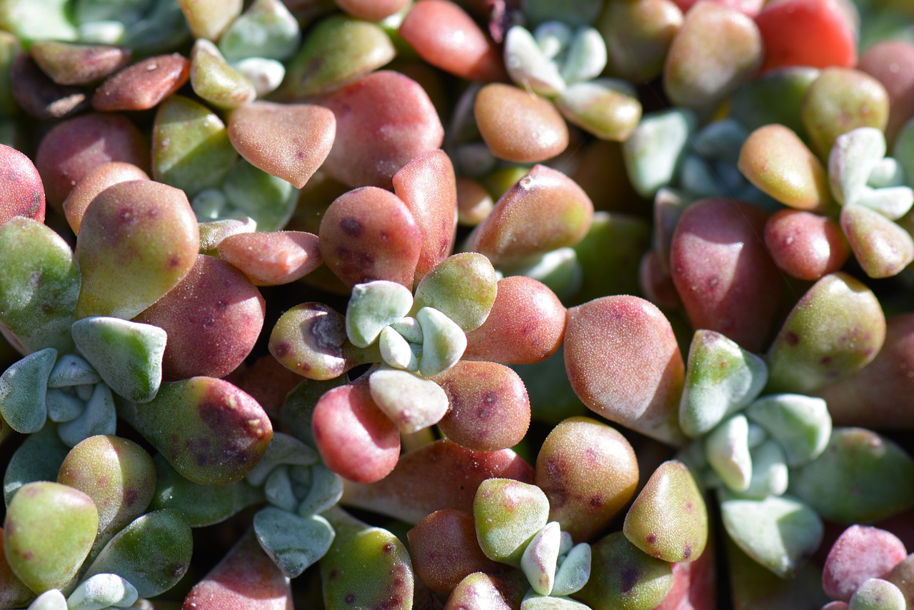 Best Plants for Landscaping Near Patios